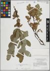 Foto von Salix hastata L.